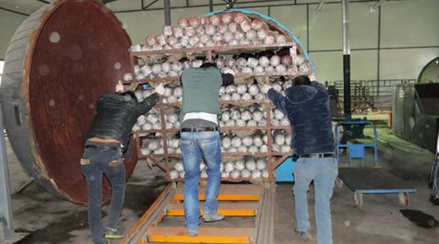 食用菌霉菌工艺