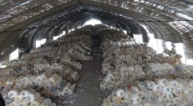 食用菌湿热灭菌 食用菌湿热灭菌