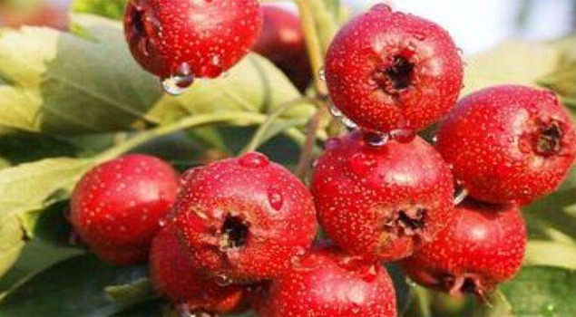 山楂2.png 山楂2.png