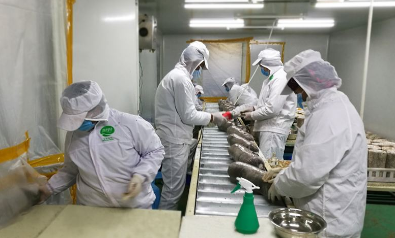 蘑菇菌种培育蒸汽发生器 蘑菇菌种培育蒸汽发生器