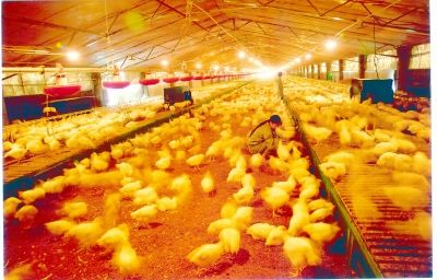 养鸡场面积大，保暖难度强，使用蒸汽发生器就能解决