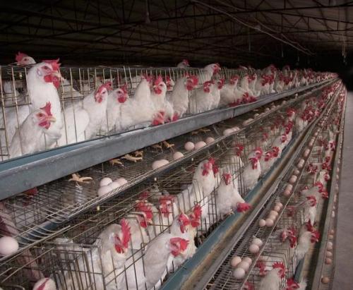 养鸡场如何做到安全过冬，使用蒸汽发生器就好