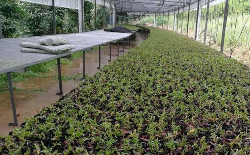 铁皮石斛培养种植基地采购黄瓜成视频人APP电蒸汽发生器供培养基加温消毒