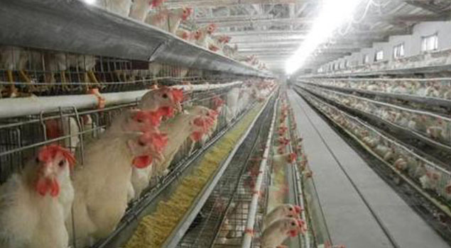 湖北省鸡舍养殖蒸汽锅炉投入使用，冬季传染病全部走开！